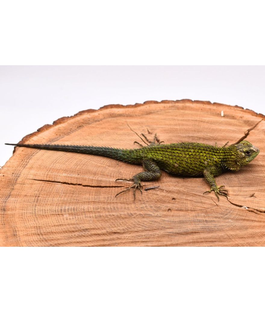 Sceloporus malachiticus