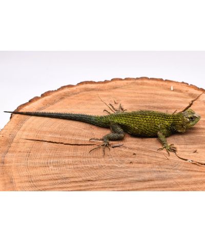 Sceloporus malachiticus