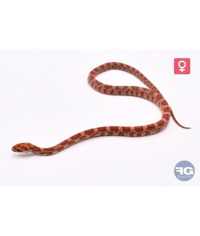 Pantherophis guttatus Sunkissed Femelle 2026