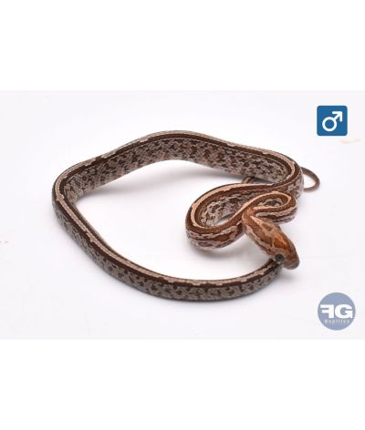 Pantherophis guttatus Tessera Kastanie Mâle 2026