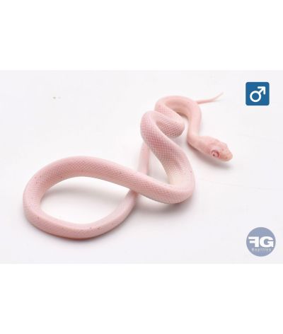 Pantherophis guttatus Amel Palmetto Mâle 2026