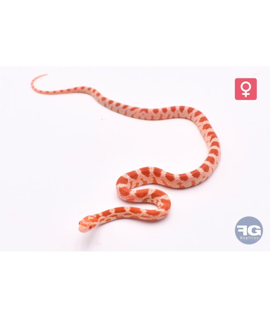 Pantherophis guttatus Amel Femelle 2026