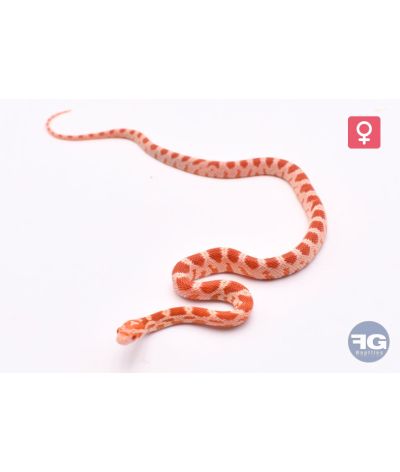 Pantherophis guttatus Amel Femelle 2026