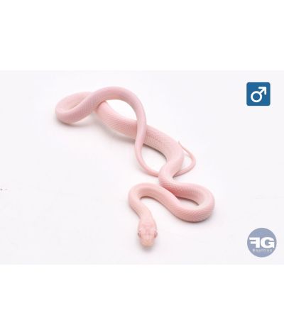 Pantherophis guttatus Snow Palmetto Mâle 2026