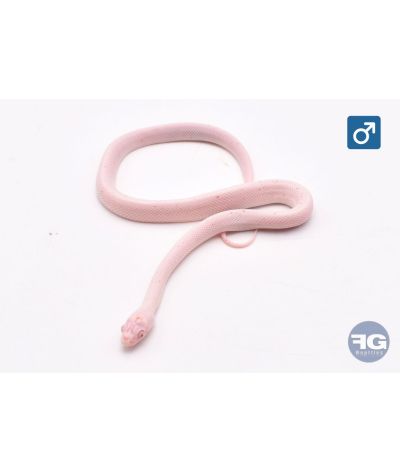 Pantherophis guttatus Amel Palmetto Mâle 2026