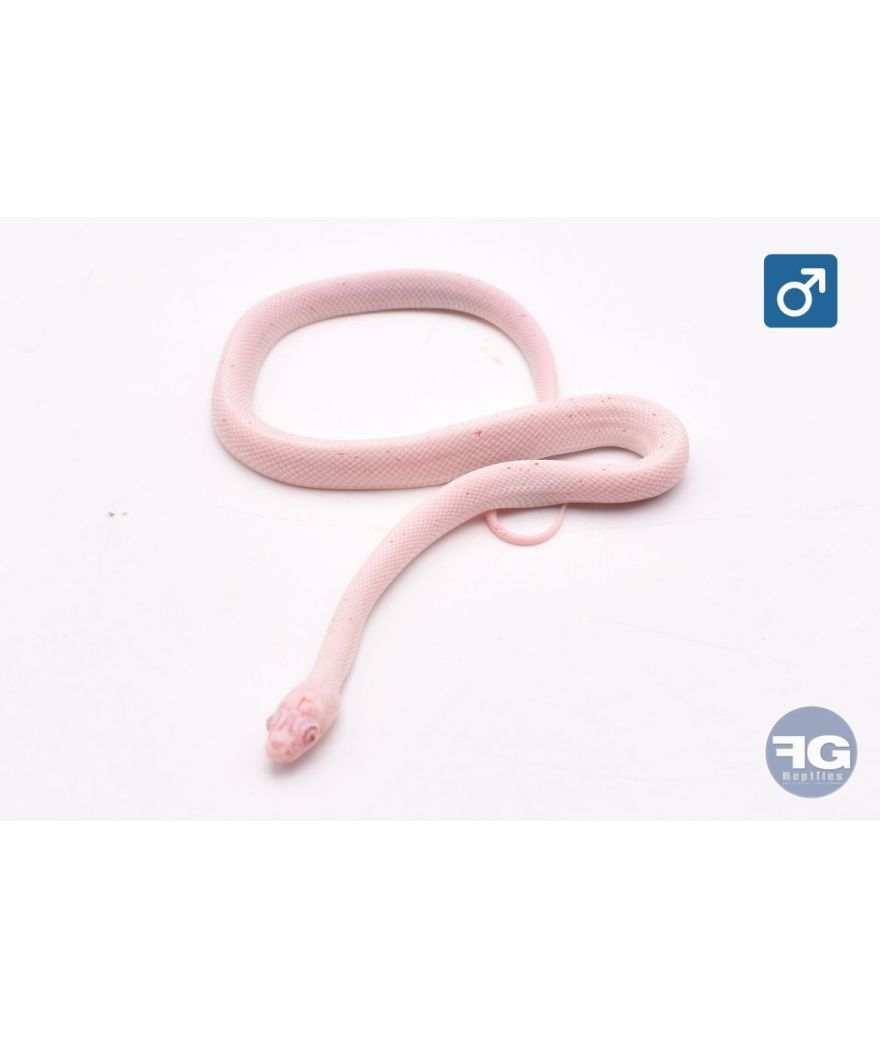 Pantherophis guttatus Amel Palmetto Mâle 2026