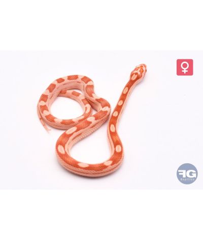 Pantherophis guttatus Amel Motley Femelle 2026