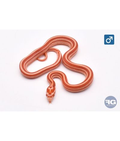 Pantherophis guttatus Amel Tessera Motley Mâle 2026