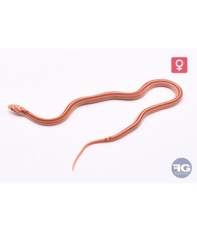 Pantherophis guttatus Amel Tessera Motley Femelle 2026