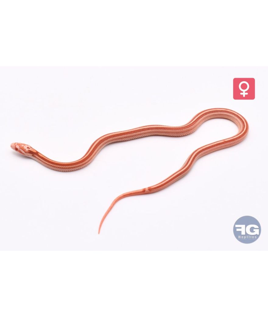 Pantherophis guttatus Amel Tessera Motley Femelle 2026