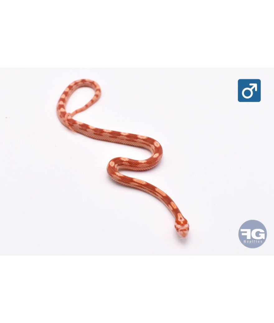 Pantherophis guttatus Amel Motley Mâle 2026