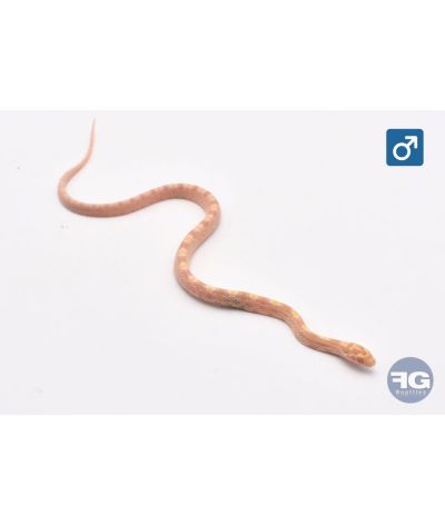 Pantherophis guttatus Citrus Mâle 2026