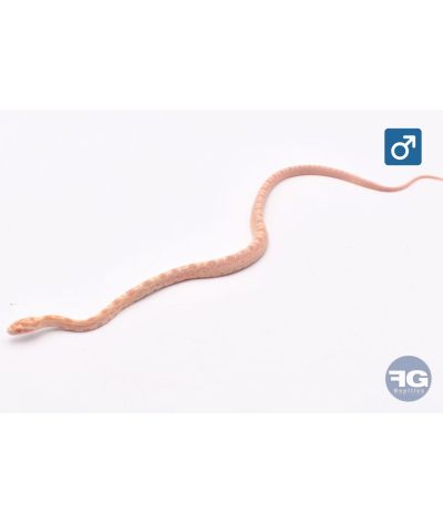 Pantherophis guttatus Citrus Mâle 2026
