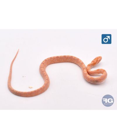 Pantherophis guttatus Amel Tiger het Caramel Mâle 2026