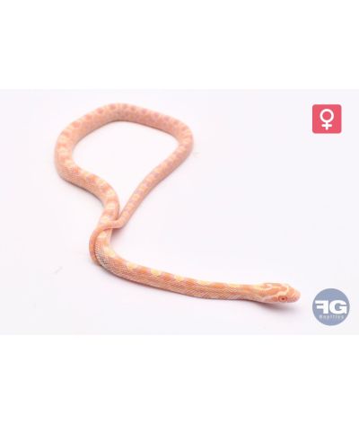 Pantherophis guttatus Citrus Femelle 2026