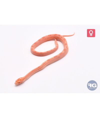 Pantherophis guttatus Amel Tiger Motley het Caramel Femelle 2026