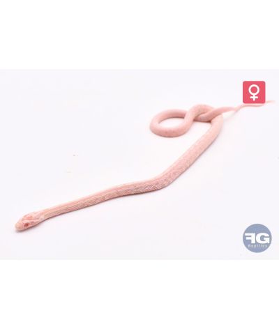 Pantherophis guttatus Snow Tessera Space het Lava Femelle 2026