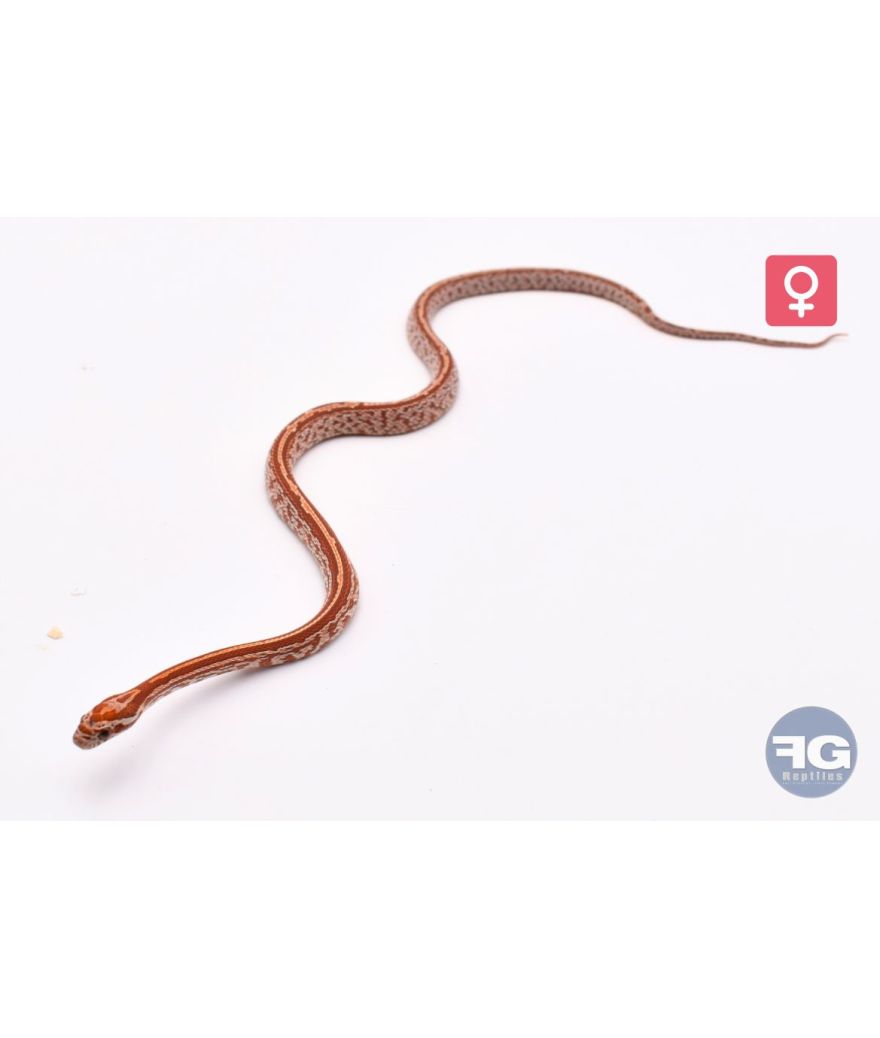 Pantherophis guttatus Hypo Tessera het Lava Amel Femelle 2026