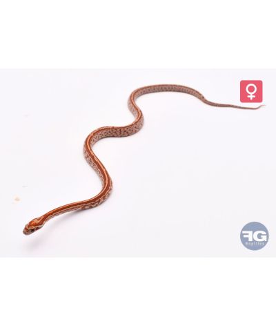 Pantherophis guttatus Hypo Tessera het Lava Amel Femelle 2026