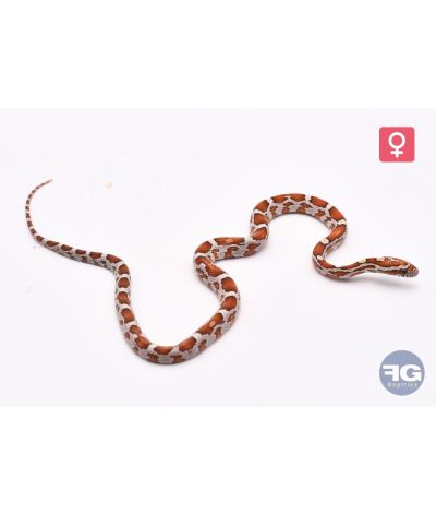 Pantherophis guttatus Hypo Femelle 2026