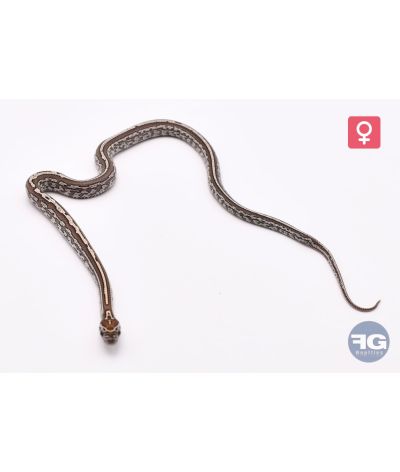 Pantherophis guttatus Tessera Kastanie Femelle 2026