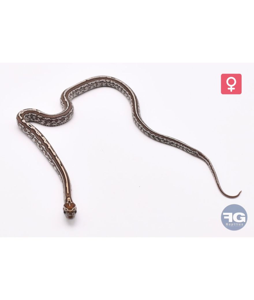 Pantherophis guttatus Tessera Kastanie Femelle 2026