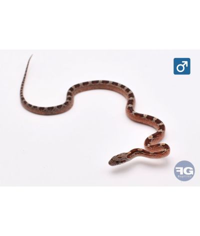 Pantherophis guttatus Tessera Blood het Amel Mâle 2026