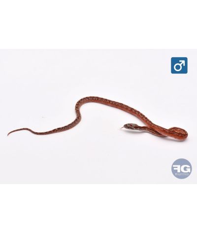 Pantherophis guttatus Tessera Blood het Amel PS Mâle 2026