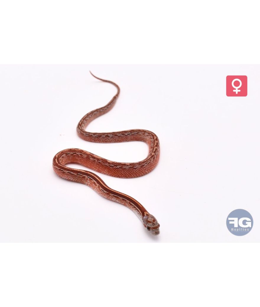 Pantherophis guttatus Tessera Blood het Amel PS Femelle 2026