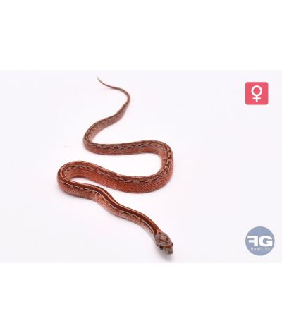 Pantherophis guttatus Tessera Blood het Amel PS Femelle 2026
