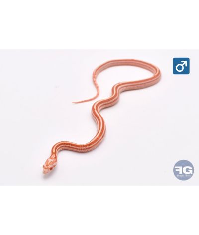 Pantherophis guttatus Candy Cane Tessera Mâle 2026
