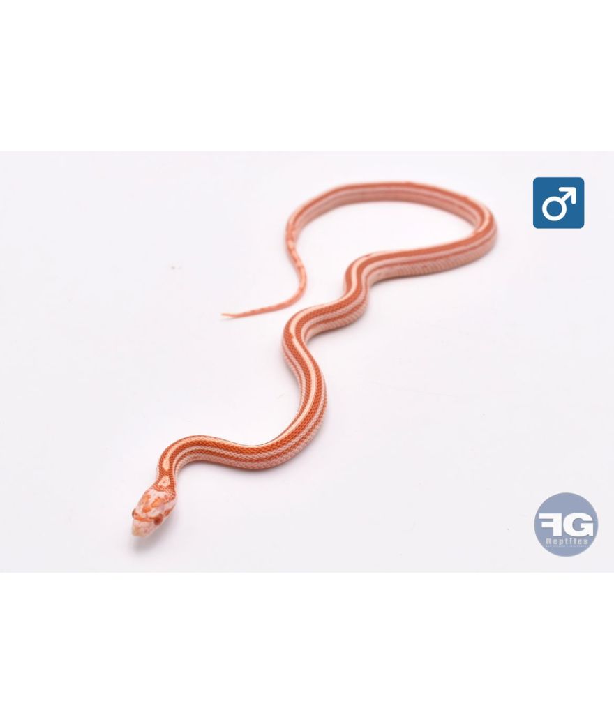 Pantherophis guttatus Candy Cane Tessera Mâle 2026
