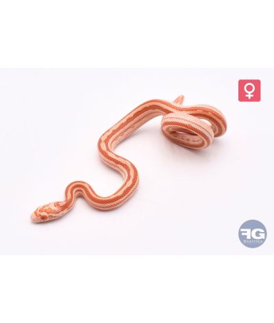 Pantherophis guttatus Candy Cane Tessera Femelle 2026