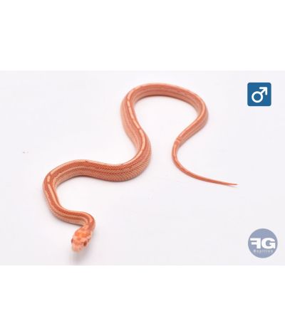 Pantherophis guttatus Candy Cane Tessera Motley Mâle 2026