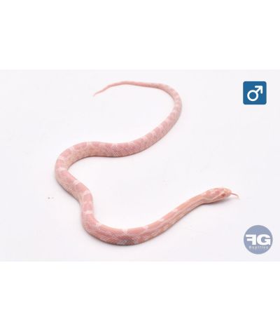 Pantherophis guttatus Snow Mâle 2026