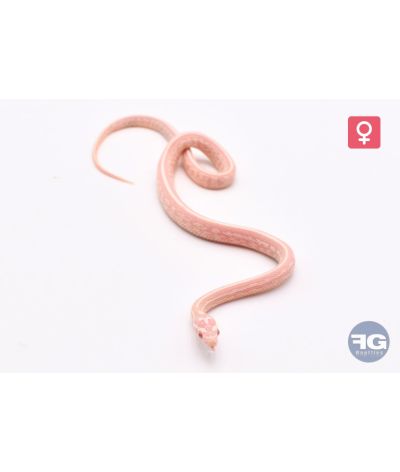 Pantherophis guttatus Snow Tessera Femelle 2026