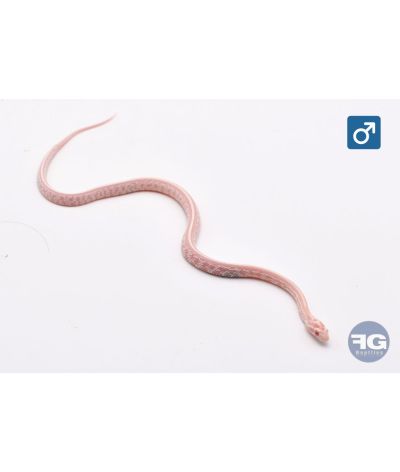 Pantherophis guttatus Snow Tessera Mâle 2026