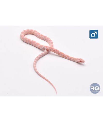 Pantherophis guttatus Snow Mâle 2026