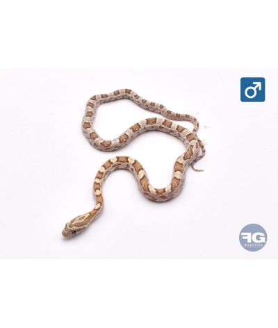 Pantherophis guttatus Hypo Green Mâle 2026