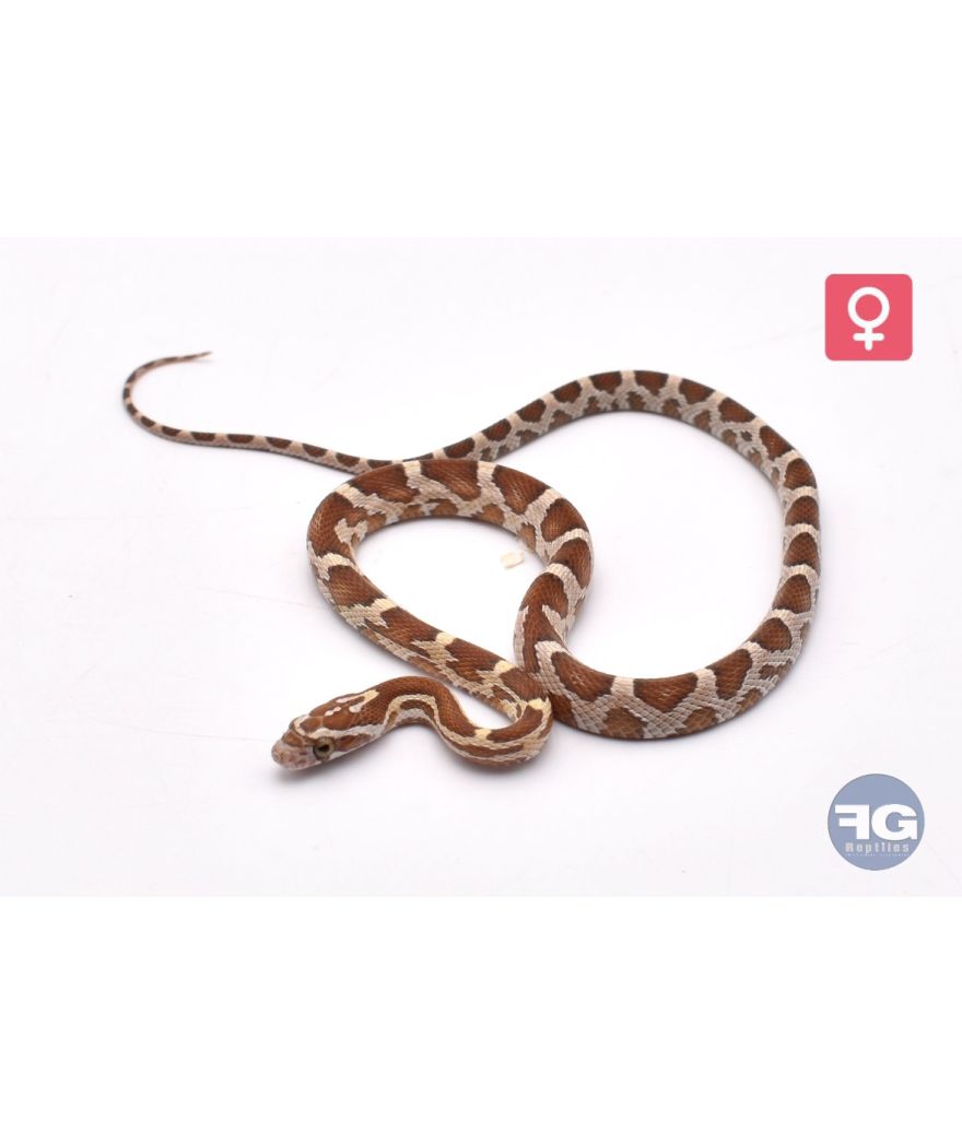 Pantherophis guttatus Caramel Ultra het Scaleless Femelle 2026