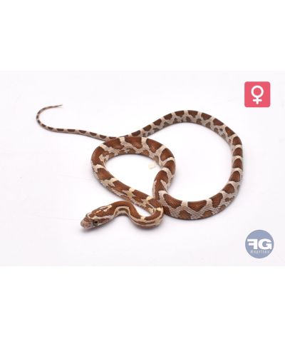 Pantherophis guttatus Caramel Ultra het Scaleless Femelle 2026