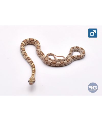 Pantherophis guttatus Hypo Green Mâle 2026