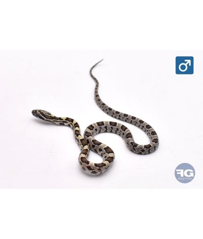 Pantherophis guttatus Green Mâle 2026
