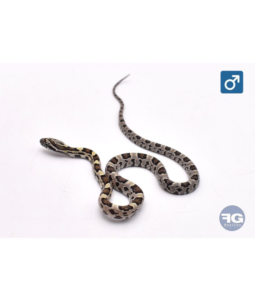 Pantherophis guttatus Green Mâle 2026