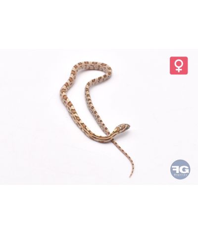 Pantherophis guttatus Hypo Green Femelle 2026