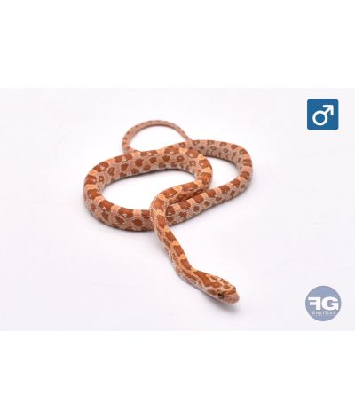 Pantherophis guttatus Ultramel Tiger het Scaleless Mâle 2026