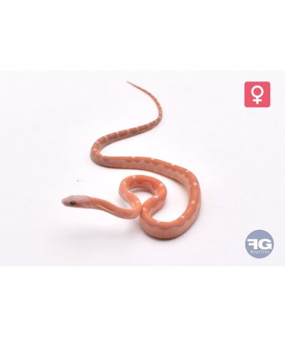 Pantherophis guttatus Ultra motley Scaleless Femelle 2026
