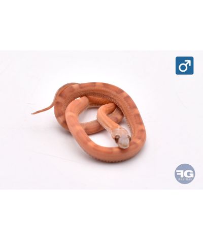 Pantherophis guttatus Ultra Motley Scaleless Mâle 2026