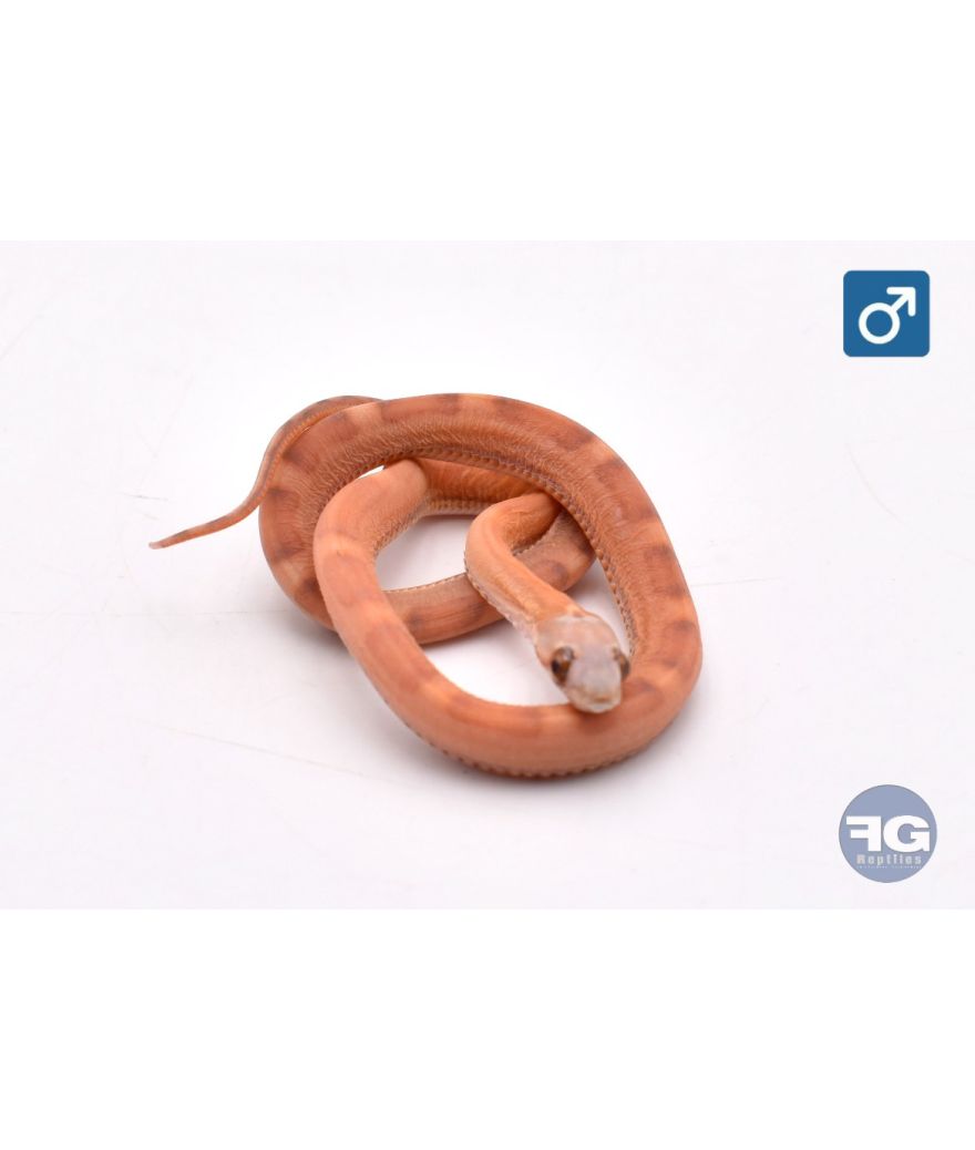 Pantherophis guttatus Ultra Motley Scaleless Mâle 2026
