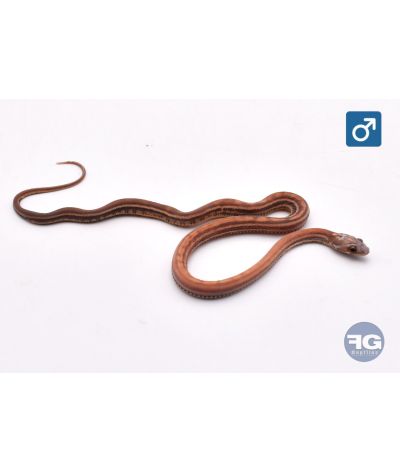 Pantherophis guttatus Tessera Scaleless Mâle 2026
